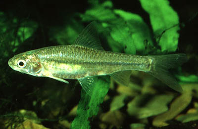 Barbus innocens